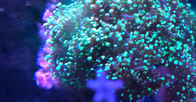 Beautiful coral with vibrant green polyps in aquarium lighting